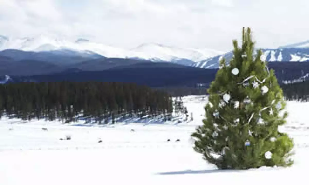 árboles de Navidad (Foto: Thinkstock)