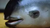 MEXICO-VAQUITA-MARINA