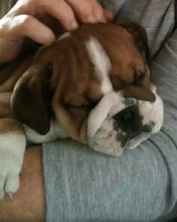 roscoe-hamilton-cachorro.jpg