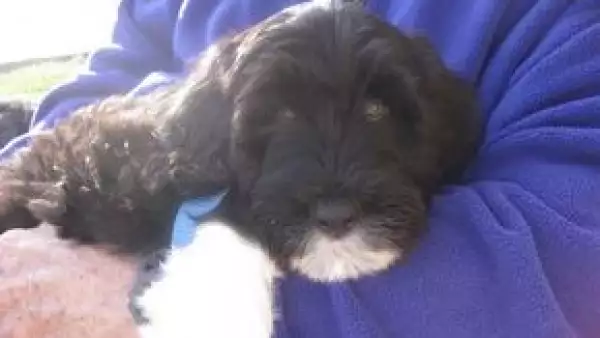 El presidente de Estados Unidos cumplió la promesa hecha a sus hijas,  Sasha y Malia, y adquirió un perro de aguas portugués, el cual lleva por nombre Bo.