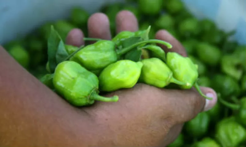 chile_habanero