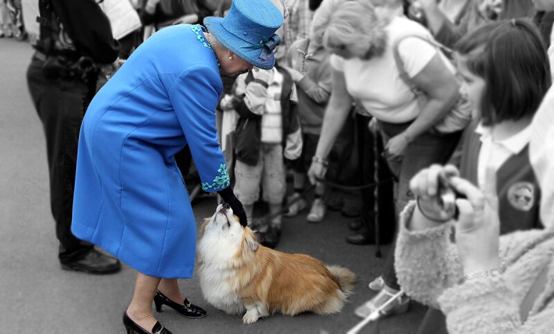 queen-elizabeth-cogis-royals-perros-reales