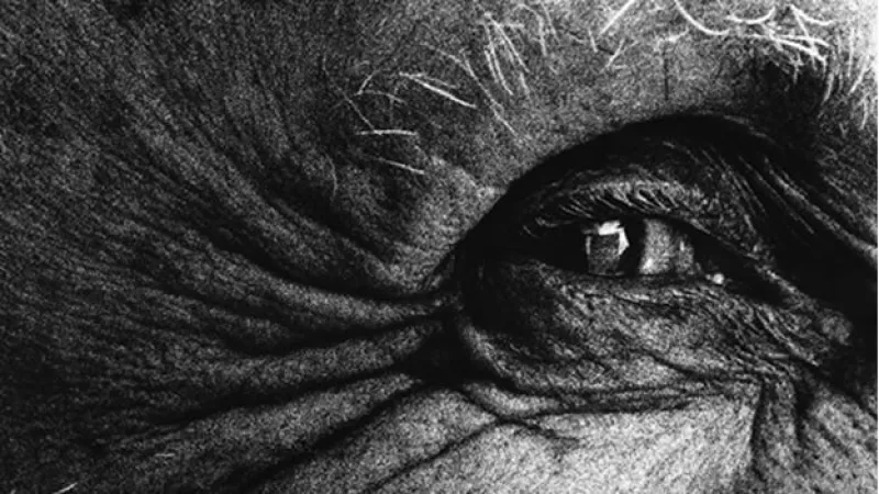 eyes