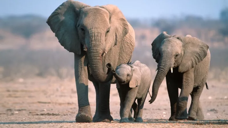 elefantes especies naturaleza