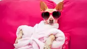 ¿Cuánto cuesta tener un perro en México?