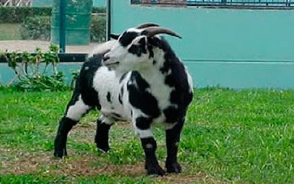 Cabra Criolla