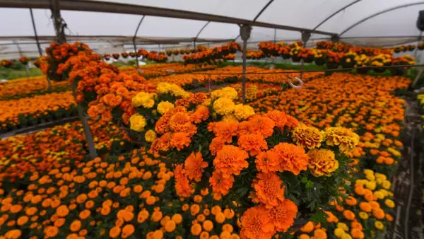 para-que-sirve-cempasuchil