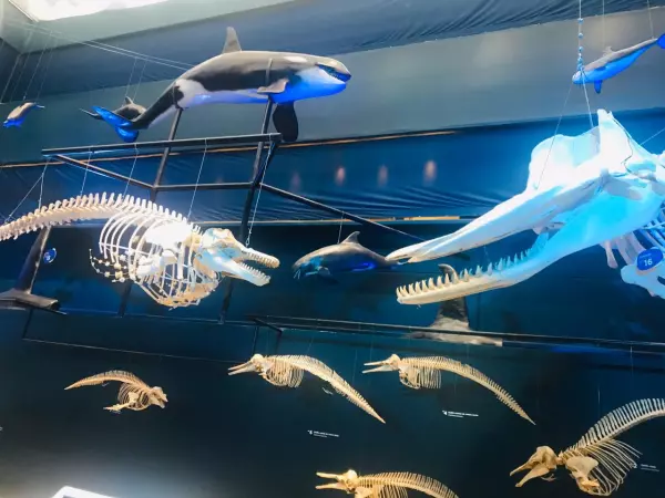 Universum océanos