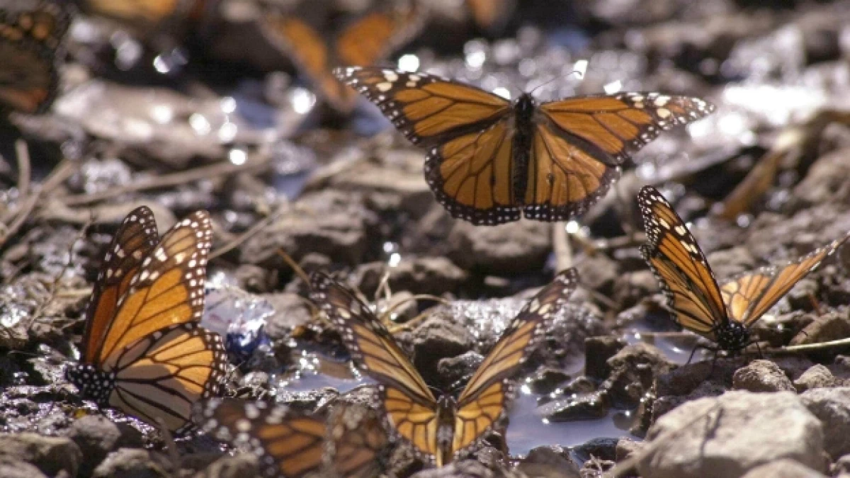 mariposa monarca
