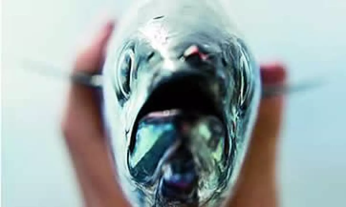 Peces