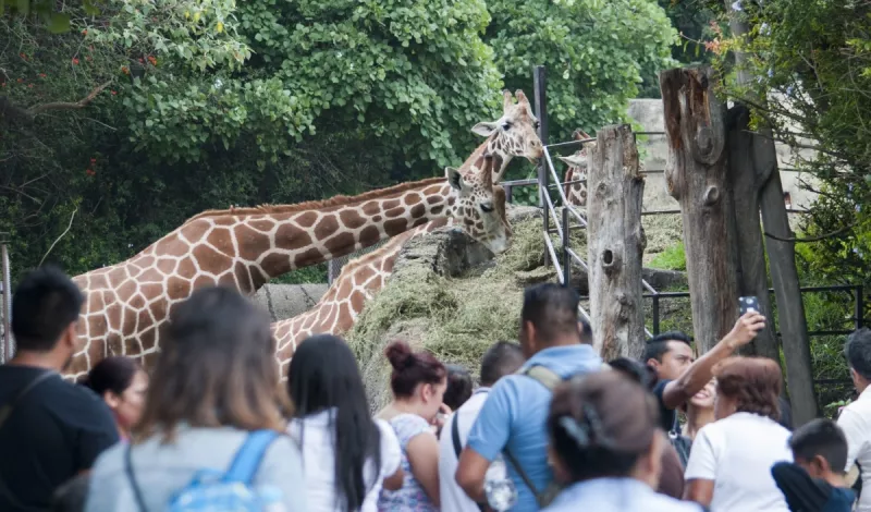 zoologico-chapultepec-historia.jpg