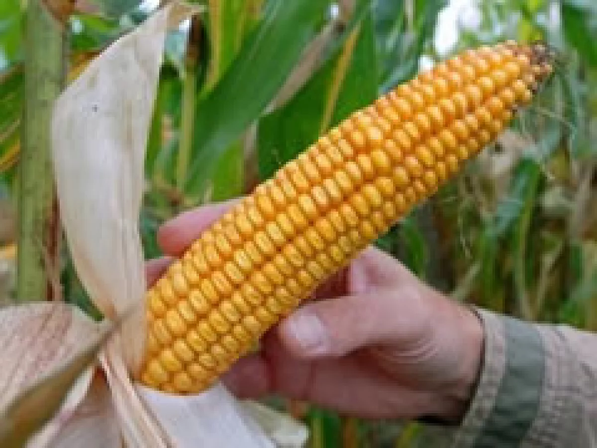 La empresa de modificación genética agropecuaria, Monsanto ha invertirtido más de 10 millones de dólares en la investigación del maíz. (Foto: AP )