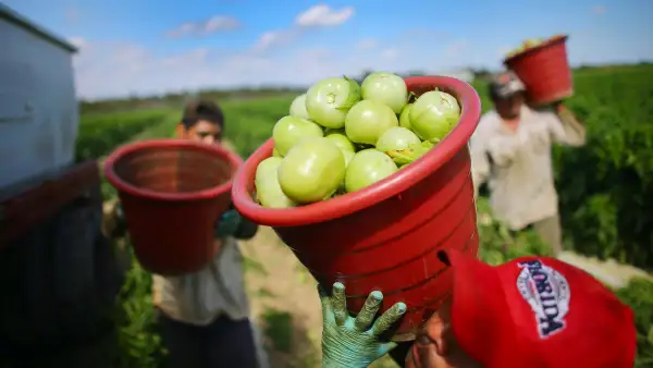 Trabajadores agrícolas transportan cubetas con tomates verdes recién cosechados en un campo de cultivo.