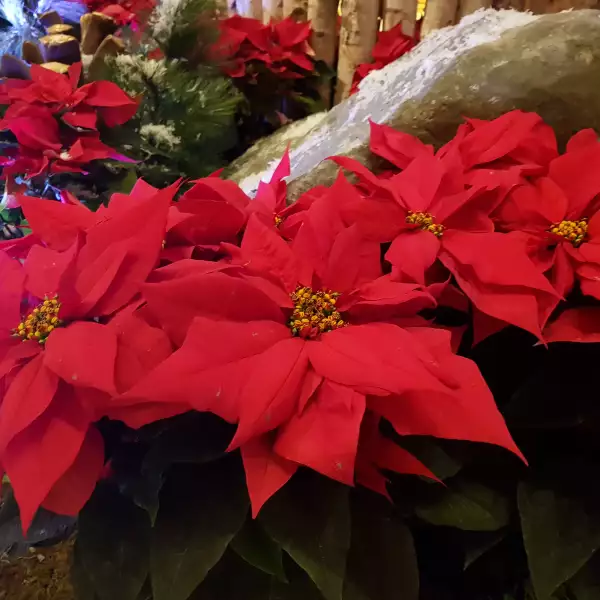 Más resalte, menos realismo