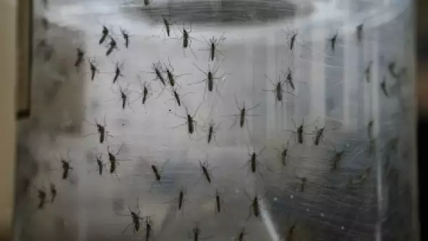 El mosquito, además del Zika, es transmisor de dengue y chinkugunya. (Foto: Getty Images)
