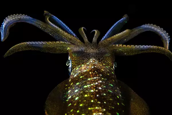 Cristina-Mittermeier-rolex