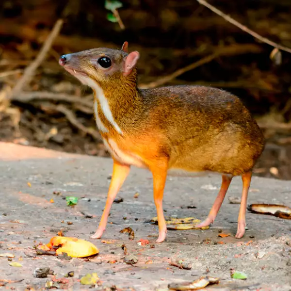 animales-endemicos-mexico-raton