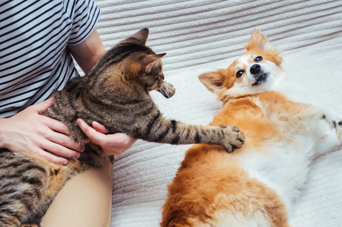 ¿Cómo funcionan los seguros para mascotas y qué opciones hay?