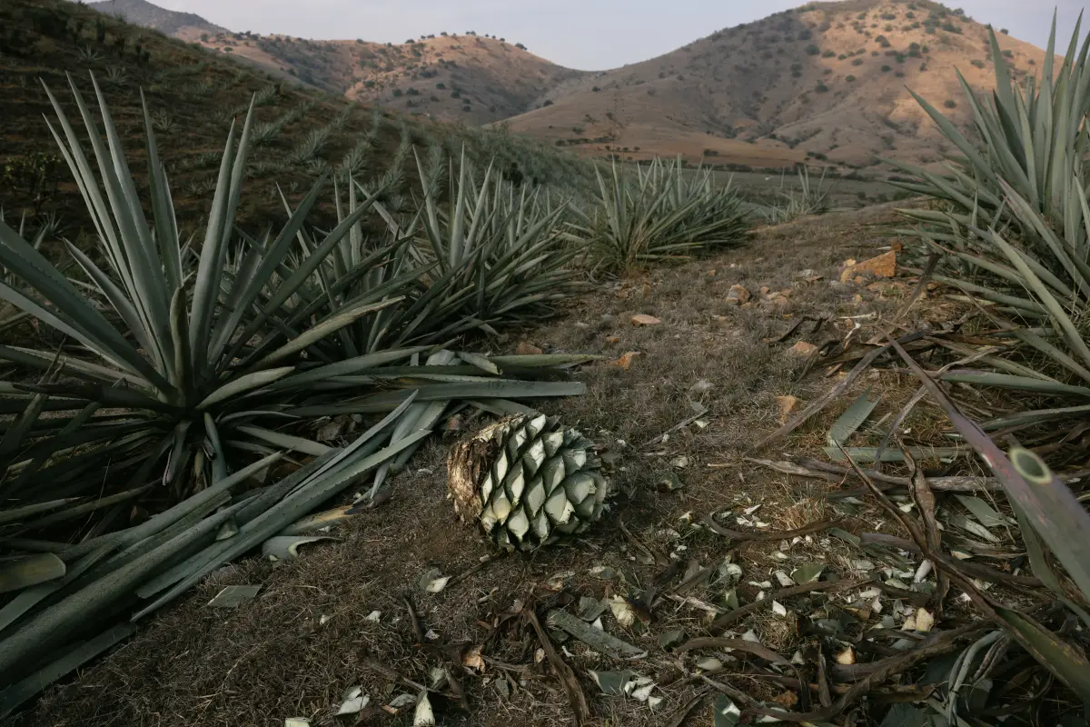 Piña de agave sobre un campo de agaves en el monte.
