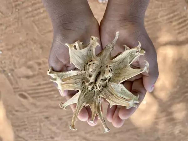 The devil's claw root