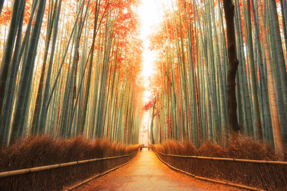 Puedes recorrer el bosque a pie o en bicicleta y pasear entre los campos de bambú