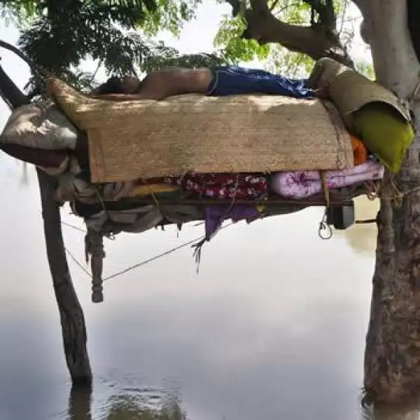 Chavo descansa en la rama de un arbol en pakistan