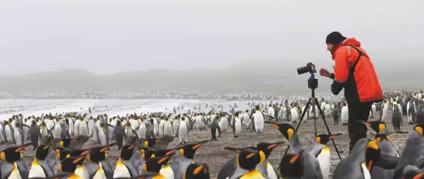 King Penguins and Photographer