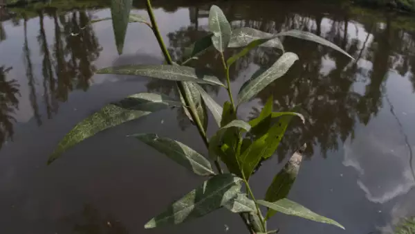 Xochimilco