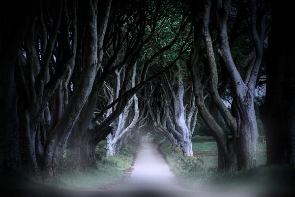 Dark Hedges