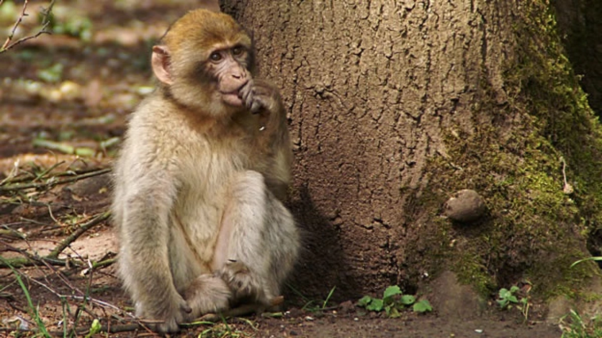 macacos gibraltar monos especies