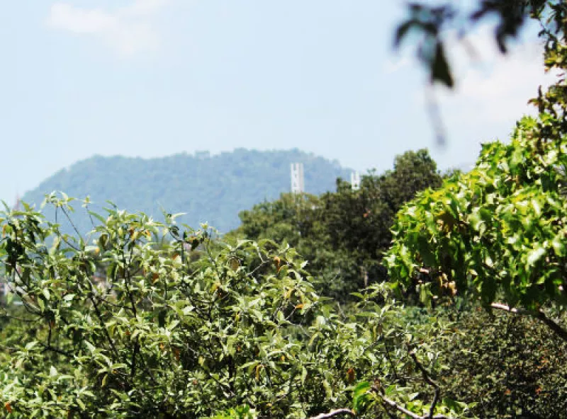bosque de la CDMX