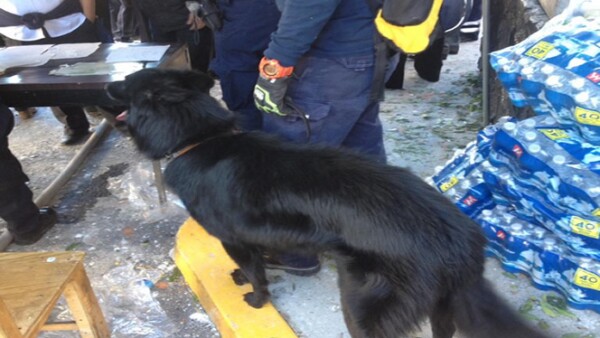 Caninos rastrean la zona derrumbada para ubicar posibles víctimas.