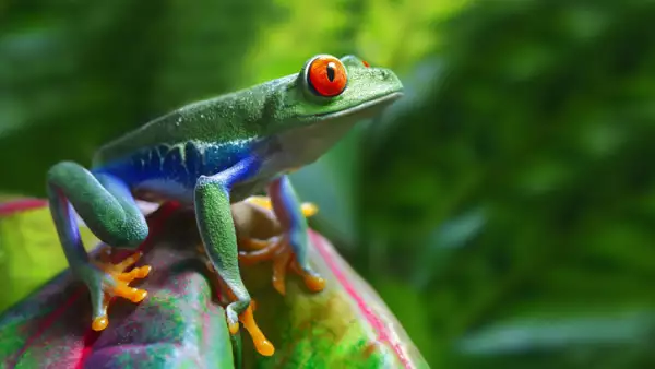vida silvestre
