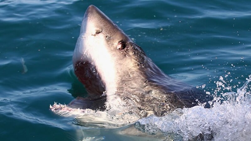 tiburón blanco australia