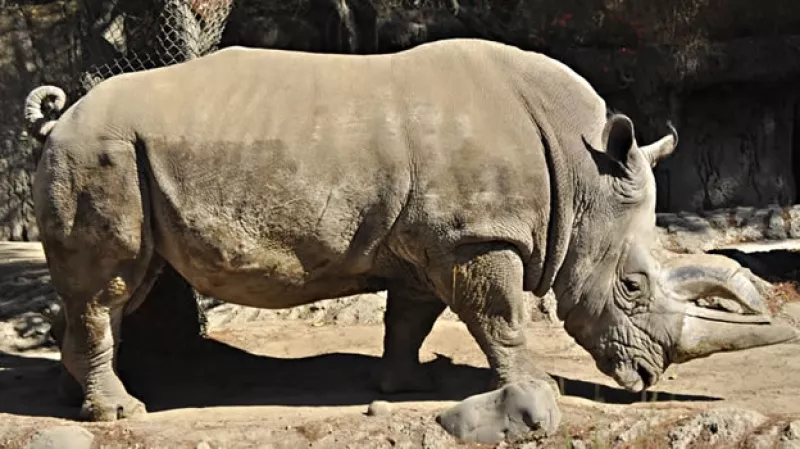 Khartoum rinoceronte Chapultepec