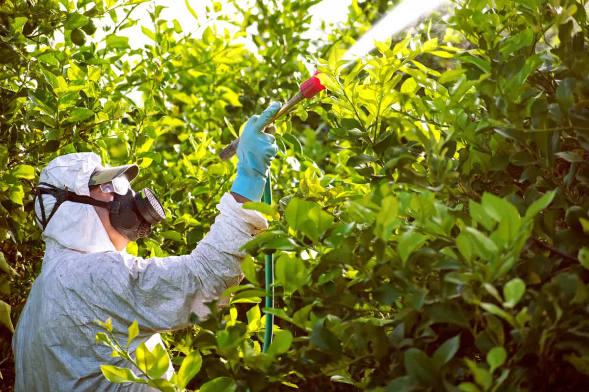 Tractor rociando pesticidas e insecticidas en una plantación de limón en España. Fumigación con insecticida de hierba. Agricultura ecológica orgánica. Una máquina pulverizadora, arrastrada por un herbicida de pulverización de tractor.