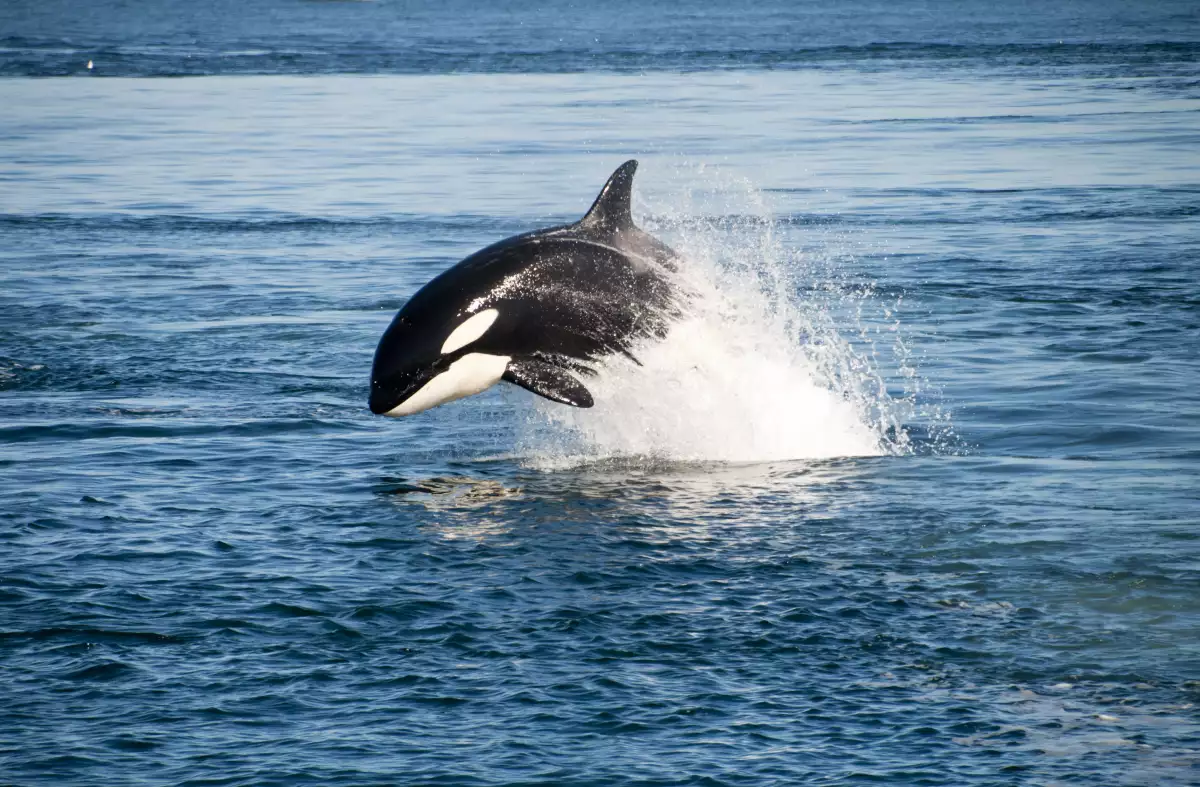 orca-liberada-acuario-florida