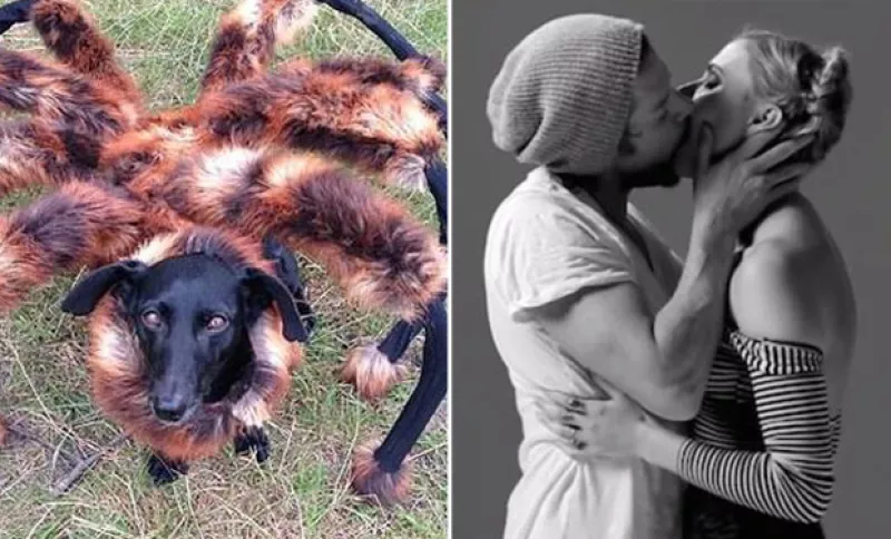 Desde videos 'homemade', hasta anuncios publicitarios y otros con causa acapararon la atención del famoso canal. El terrorífico perro disfrazado de araña ganó con más de 114 millones de 'views'.