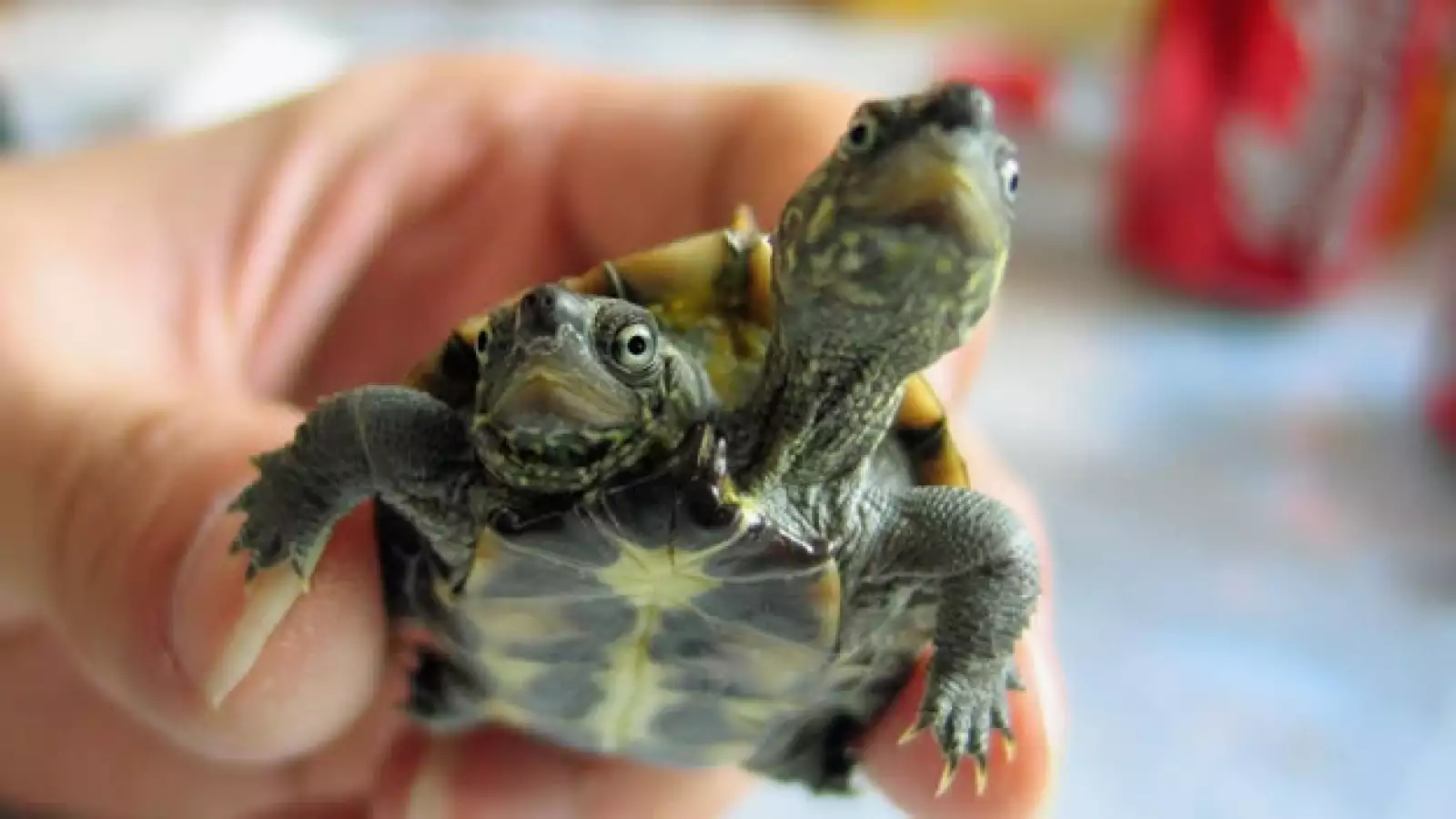 Animales con dos cabezas