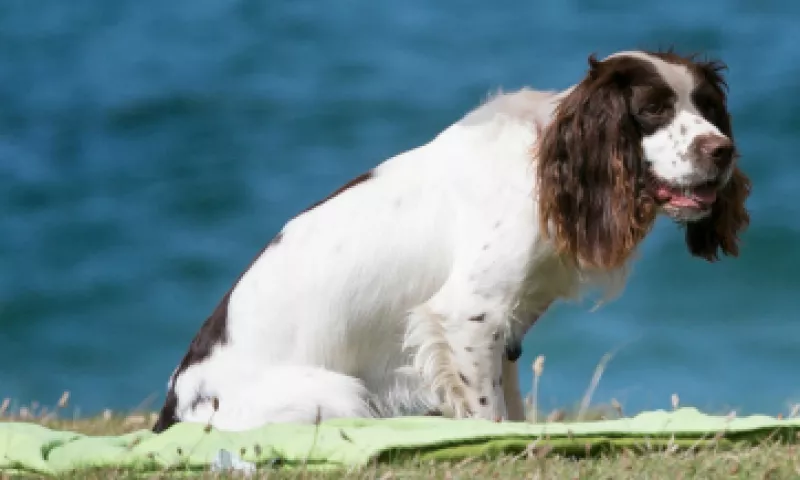 Esta plataforma es una opción para cuando no puedes llevar a tu mascota de vacaciones contigo. (Foto: Getty Images)