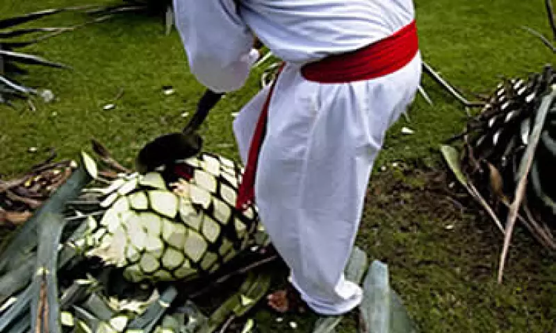 Agave (Foto: Cortesía Lemmy Caution)