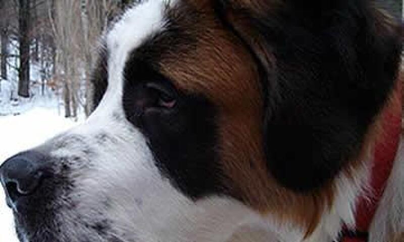 perro