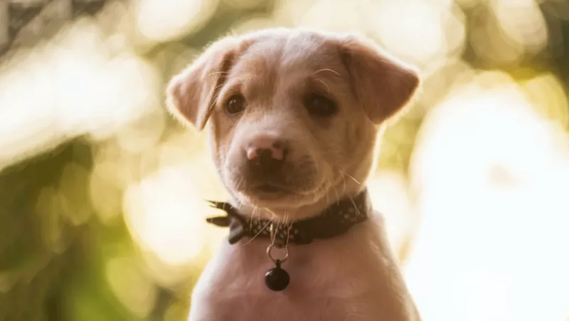 17 de enero dia de san anton patron de los animales