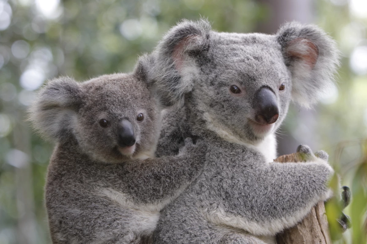 Población de koalas se reduce 30% por minería, incendios, deforestación y 'sida'