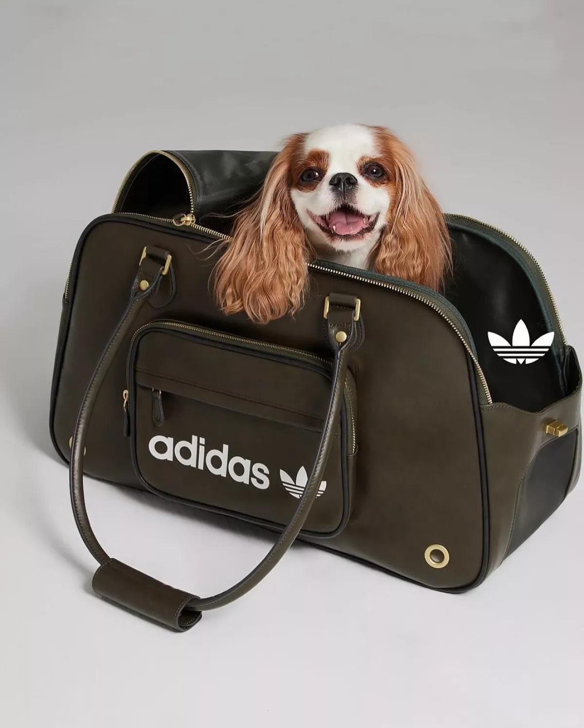 adidas-ropa-perrito