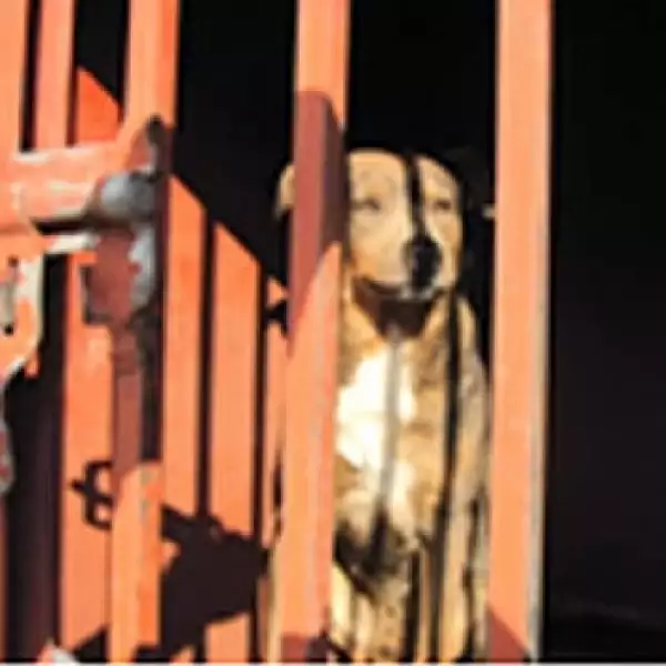 perros iztapalapa 11