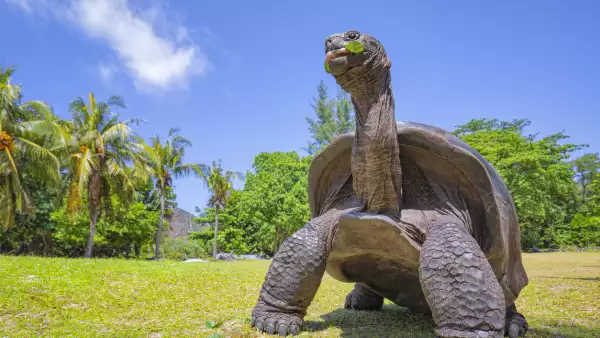 Tortuga-Seychelles