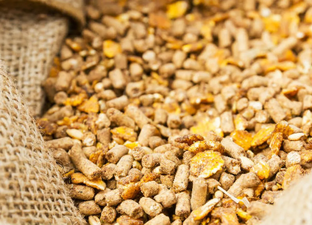 alimento de animales
