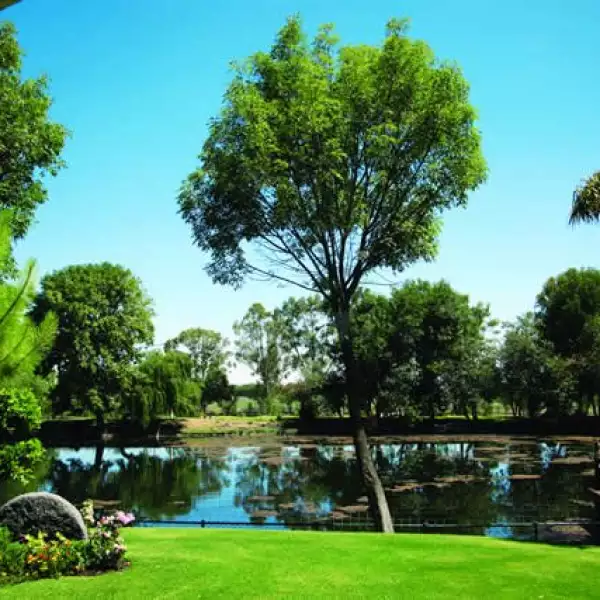 En el rancho habitan en libertad patos, venados y pavos reales, entre otras especies. En el enorme lago hay una amplia variedad de coloridos peces.