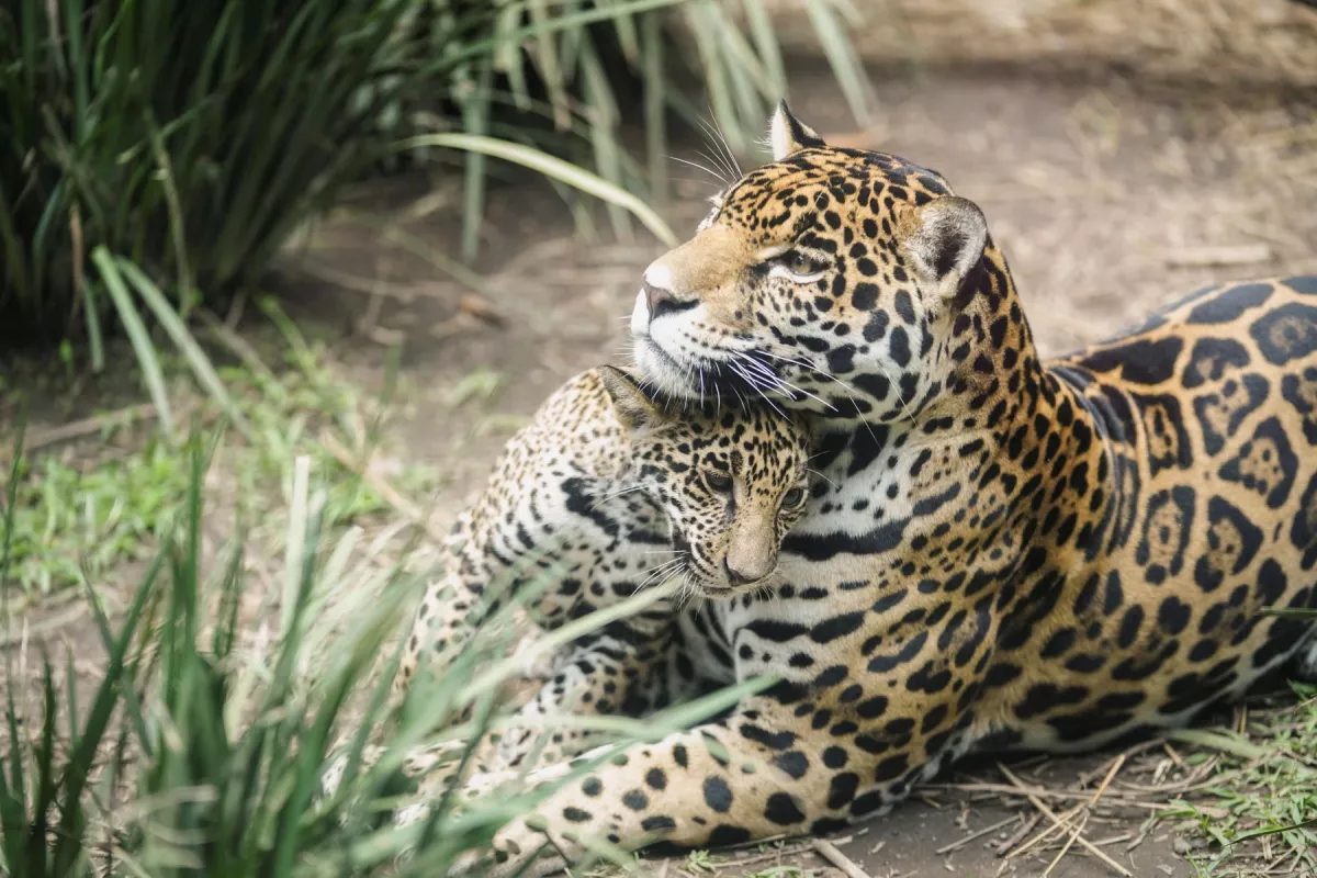 Cachorros de jaguar de Chapultepec ya tienen nombre: Sedema
